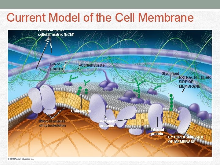 Current Model of the Cell Membrane Fibers of extracellular matrix (ECM) Glycoprotein Carbohydrate Glycolipid