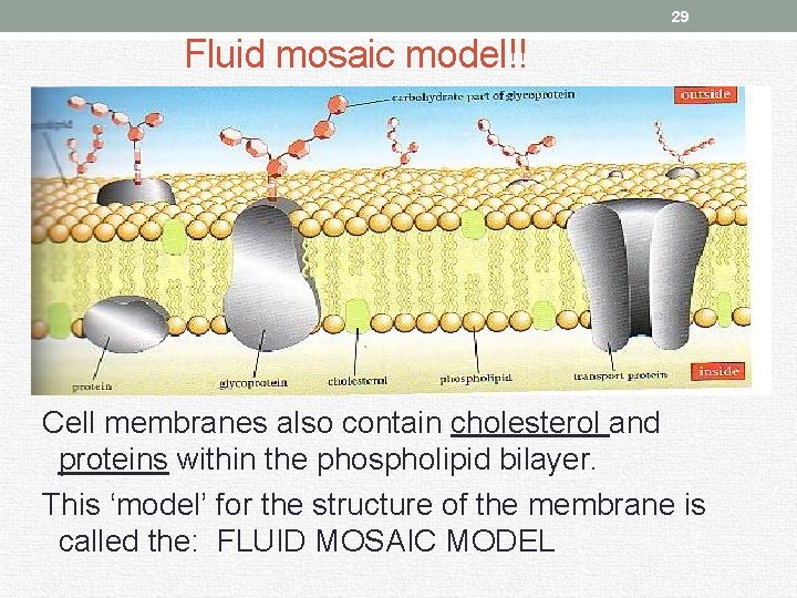 29 Fluid mosaic model!! Cell membranes also contain cholesterol and proteins within the phospholipid