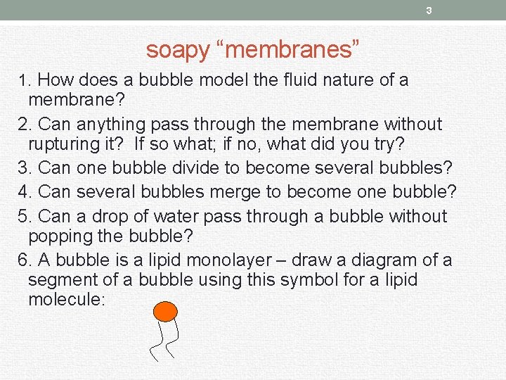 3 soapy “membranes” 1. How does a bubble model the fluid nature of a