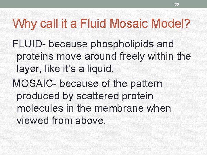 30 Why call it a Fluid Mosaic Model? FLUID- because phospholipids and proteins move
