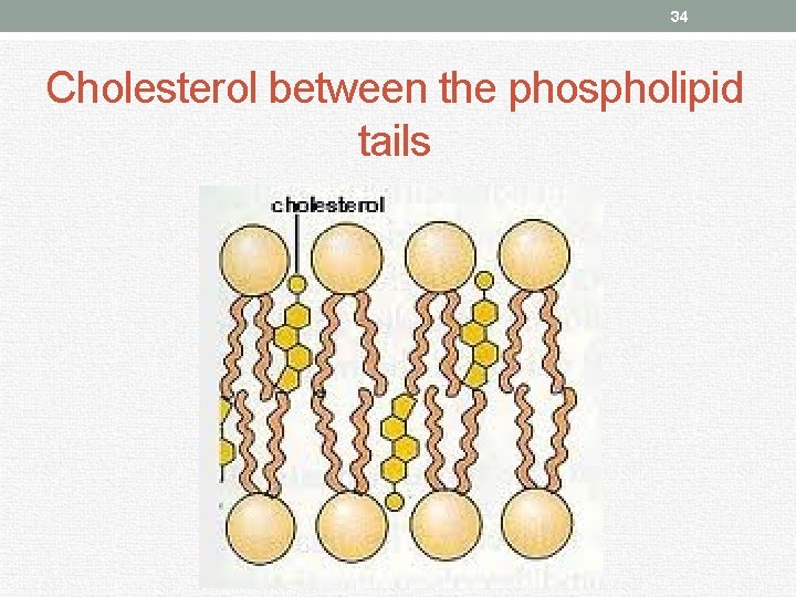 34 Cholesterol between the phospholipid tails 