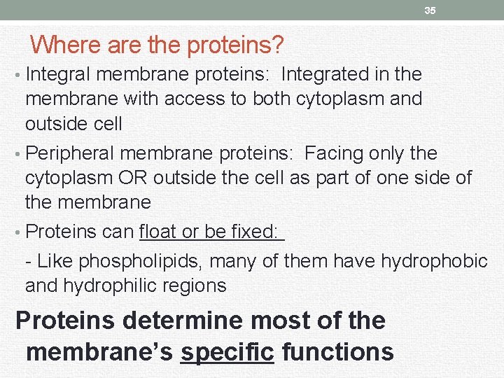 35 Where are the proteins? • Integral membrane proteins: Integrated in the membrane with