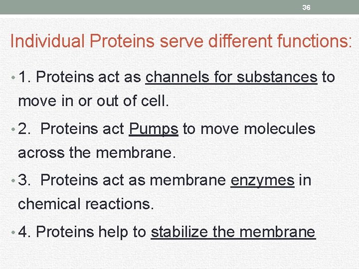 36 Individual Proteins serve different functions: • 1. Proteins act as channels for substances