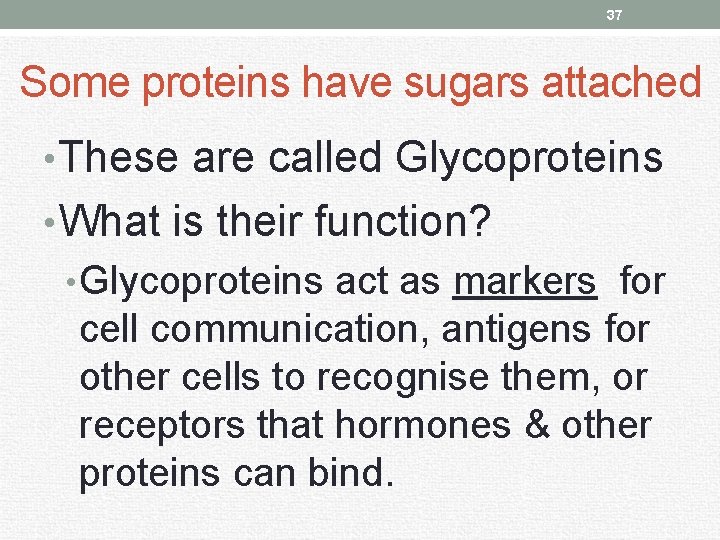 37 Some proteins have sugars attached • These are called Glycoproteins • What is