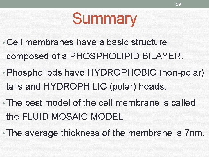 39 Summary • Cell membranes have a basic structure composed of a PHOSPHOLIPID BILAYER.