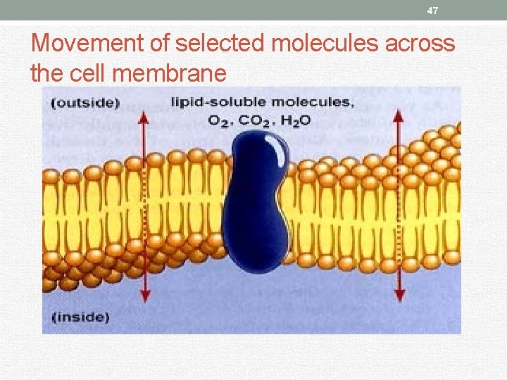 47 Movement of selected molecules across the cell membrane 