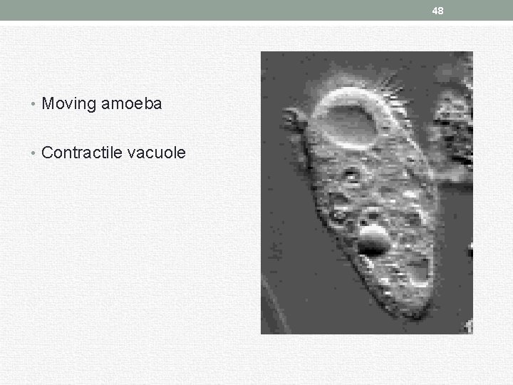 48 • Moving amoeba • Contractile vacuole 