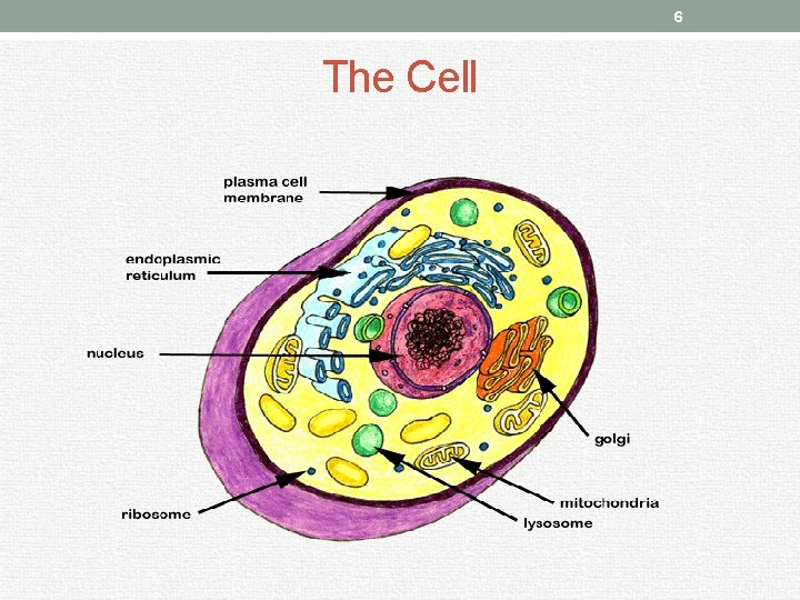 6 The Cell 