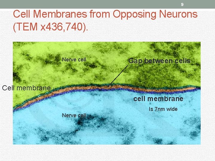 9 Cell Membranes from Opposing Neurons (TEM x 436, 740). Nerve cell Cell membrane