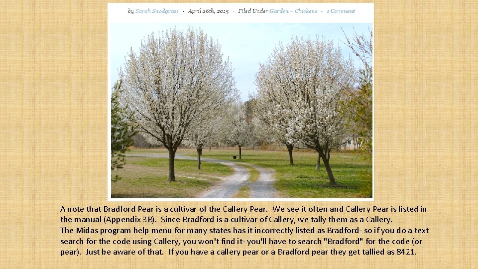 A note that Bradford Pear is a cultivar of the Callery Pear. We see