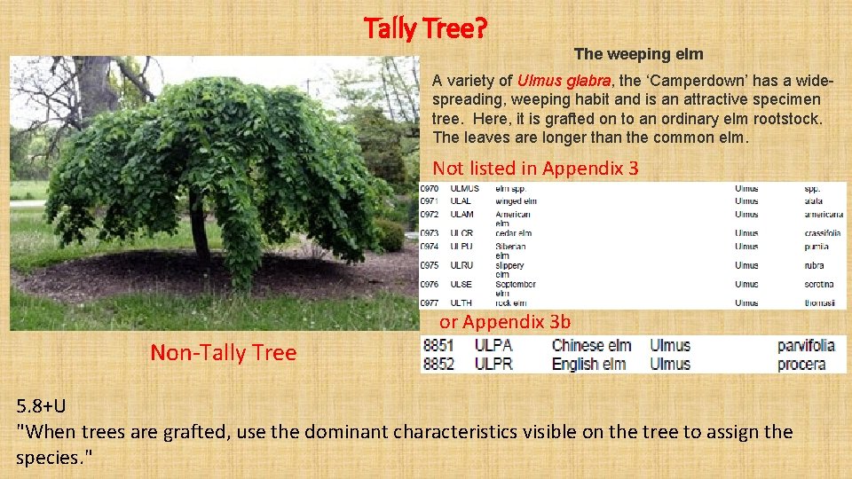 Tally Tree? The weeping elm A variety of Ulmus glabra, the ‘Camperdown’ has a