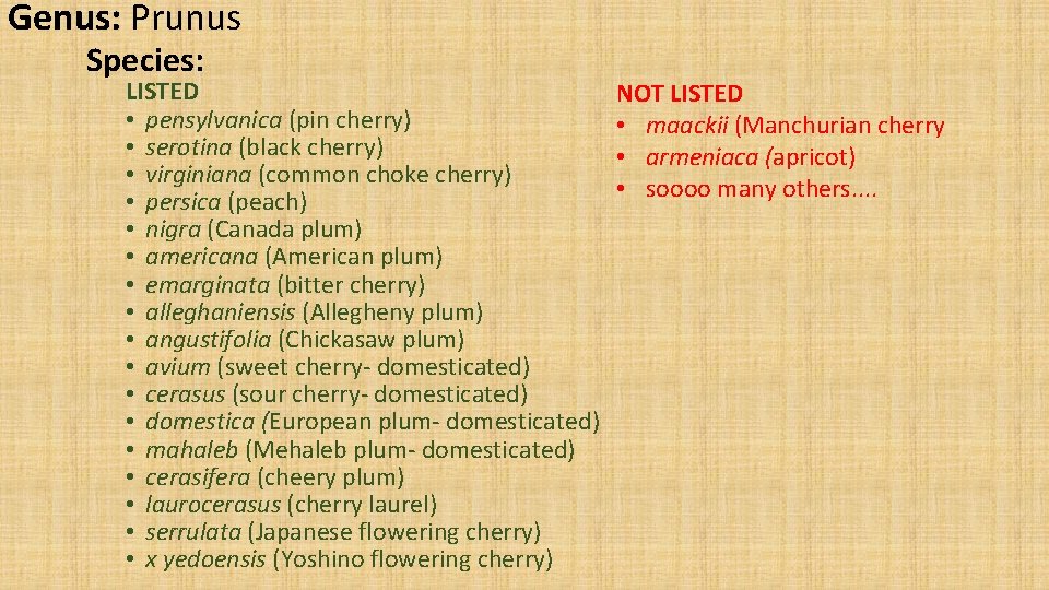 Genus: Prunus Species: LISTED • pensylvanica (pin cherry) • serotina (black cherry) • virginiana