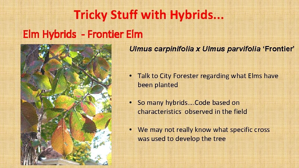 Tricky Stuff with Hybrids. . . Elm Hybrids - Frontier Elm Ulmus carpinifolia x