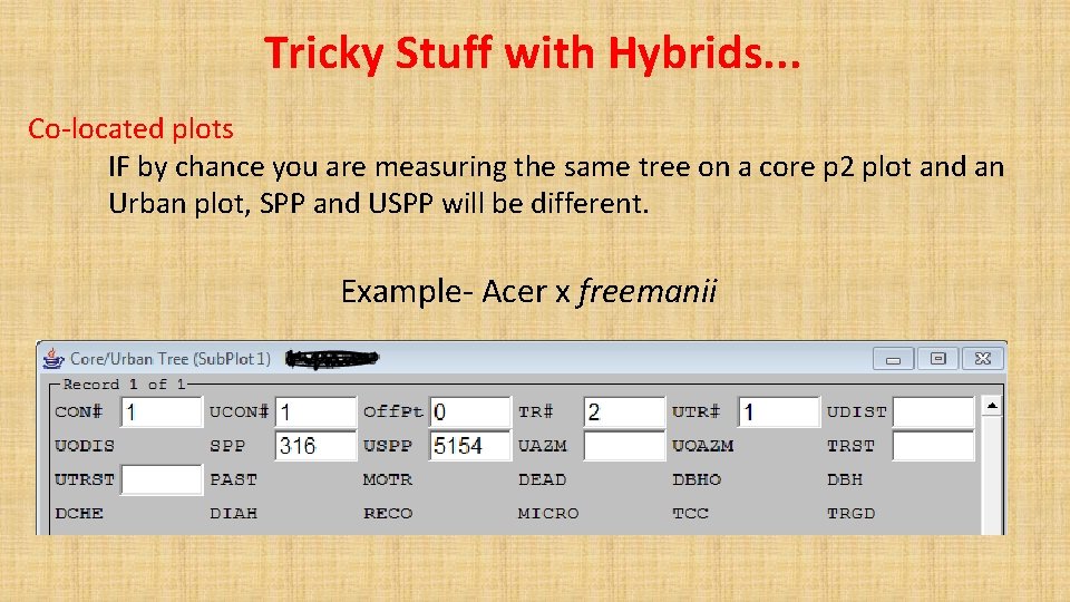 Tricky Stuff with Hybrids. . . Co-located plots IF by chance you are measuring