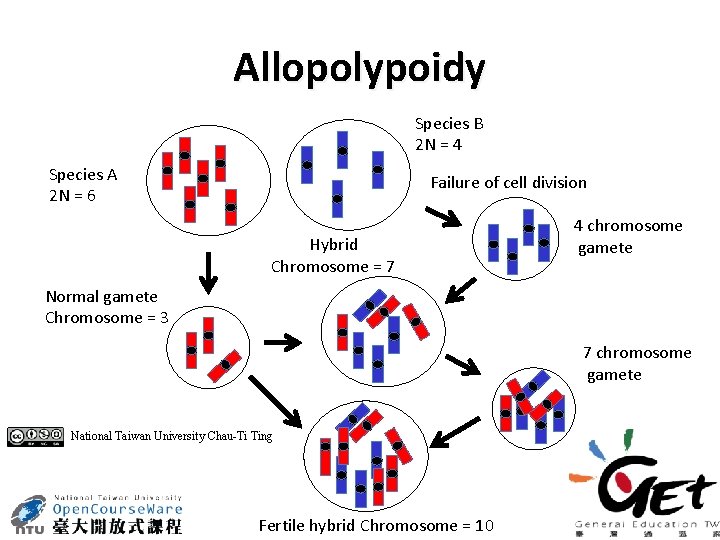 Allopolypoidy Species B 2 N = 4 Species A 2 N = 6 Failure