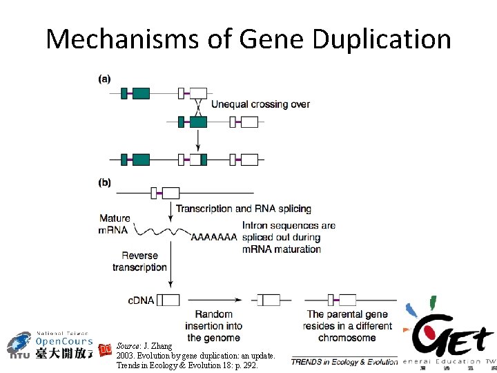 Mechanisms of Gene Duplication Source: J. Zhang 2003. Evolution by gene duplication: an update.