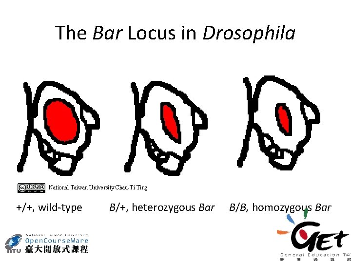 The Bar Locus in Drosophila National Taiwan University Chau-Ti Ting +/+, wild-type B/+, heterozygous