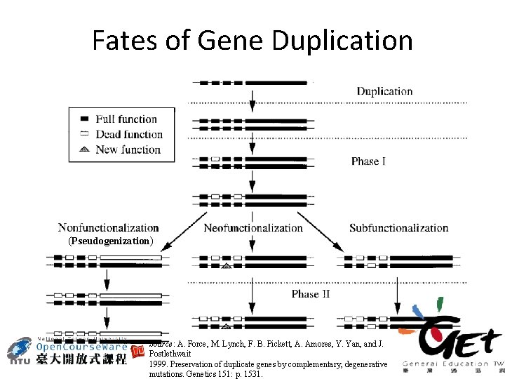 Fates of Gene Duplication (Pseudogenization) Source: A. Force, M. Lynch, F. B. Pickett, A.