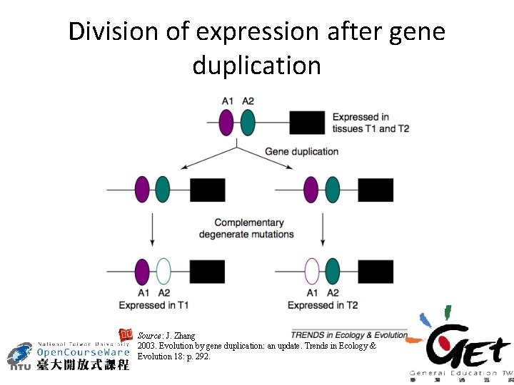 Division of expression after gene duplication Source: J. Zhang 2003. Evolution by gene duplication: