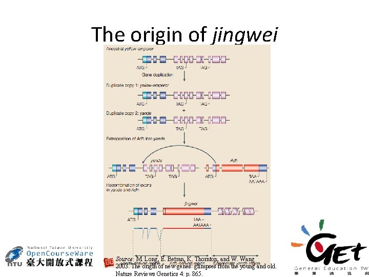 The origin of jingwei Source: M. Long, E. Betran, K. Thornton, and W. Wang