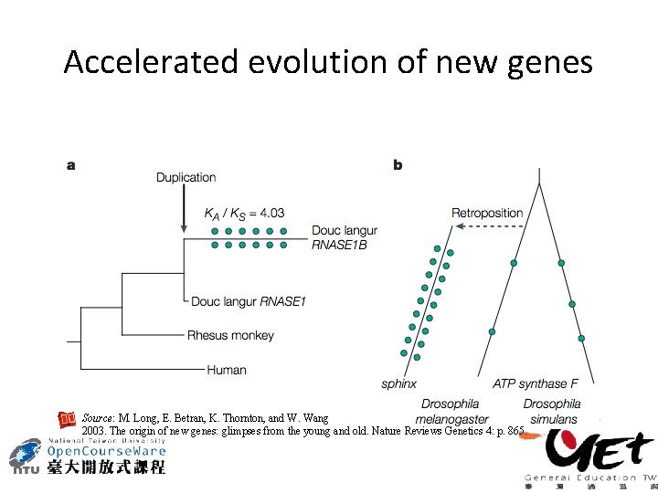 Accelerated evolution of new genes Source: M. Long, E. Betran, K. Thornton, and W.