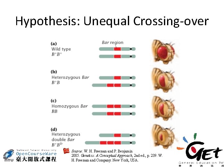 Hypothesis: Unequal Crossing-over Source: W. H. Freeman and P. Benjamin 2005. Genetics: A Conceptual