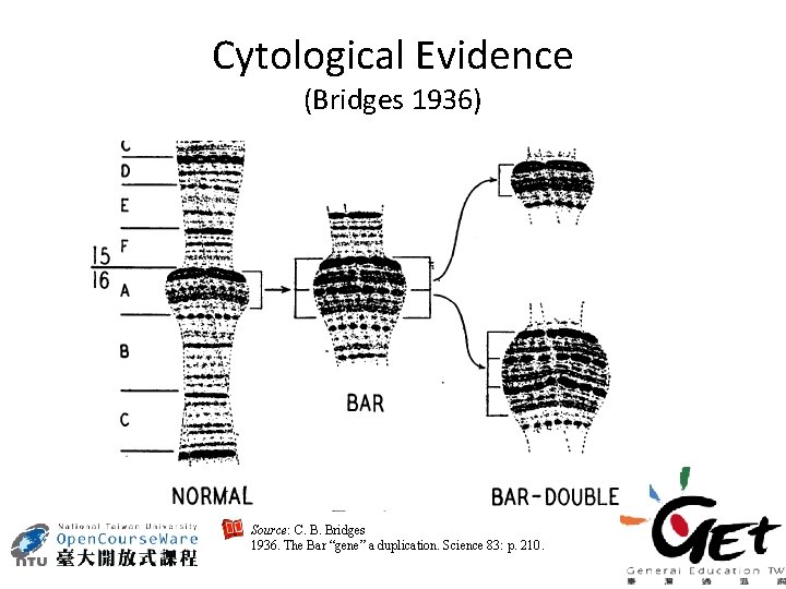 Cytological Evidence (Bridges 1936) Source: C. B. Bridges 1936. The Bar “gene” a duplication.