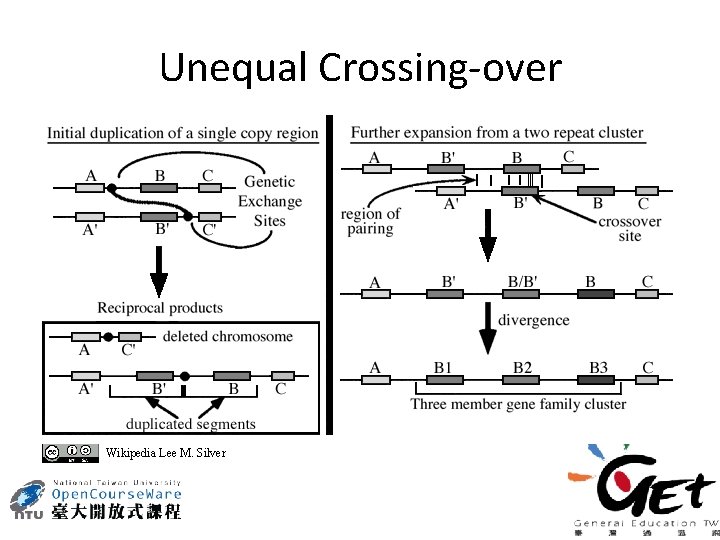 Unequal Crossing-over Wikipedia Lee M. Silver 