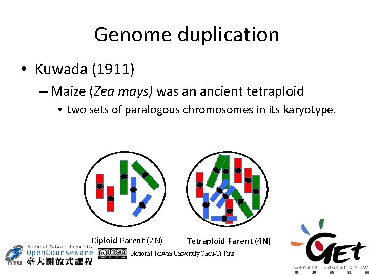 Genome duplication • Kuwada (1911) – Maize (Zea mays) was an ancient tetraploid •