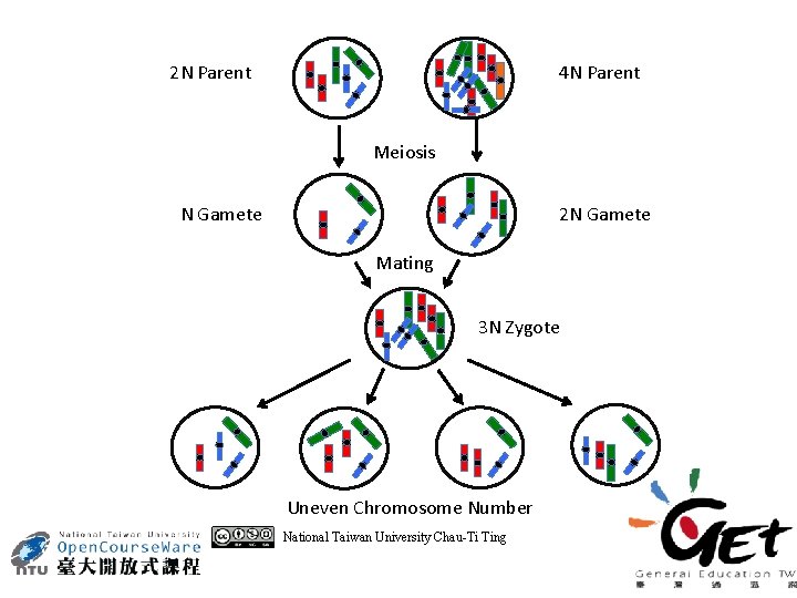 2 N Parent 4 N Parent Meiosis N Gamete 2 N Gamete Mating =