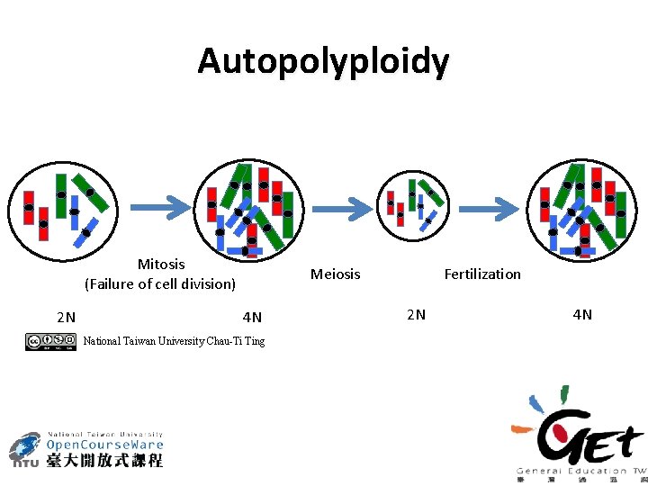 Autopolyploidy Mitosis (Failure of cell division) 2 N Meiosis 4 N National Taiwan University