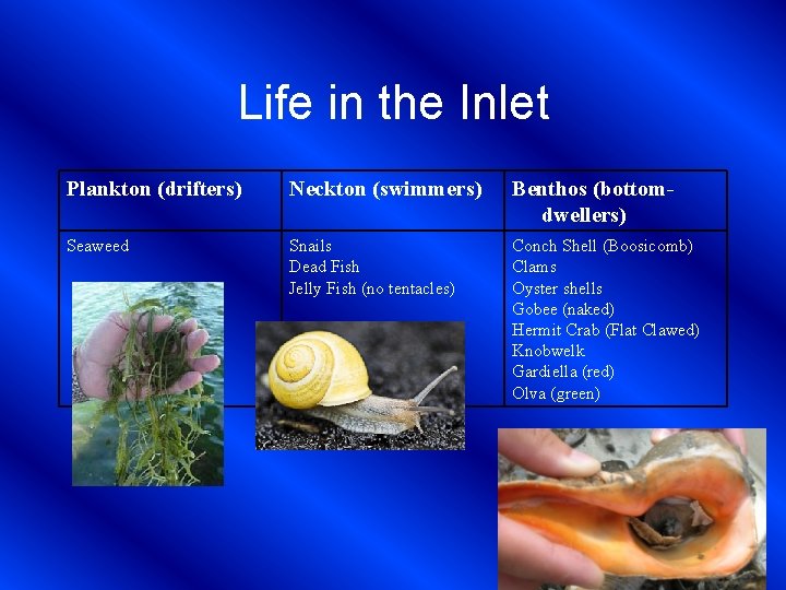 Life in the Inlet Plankton (drifters) Neckton (swimmers) Benthos (bottomdwellers) Seaweed Snails Dead Fish