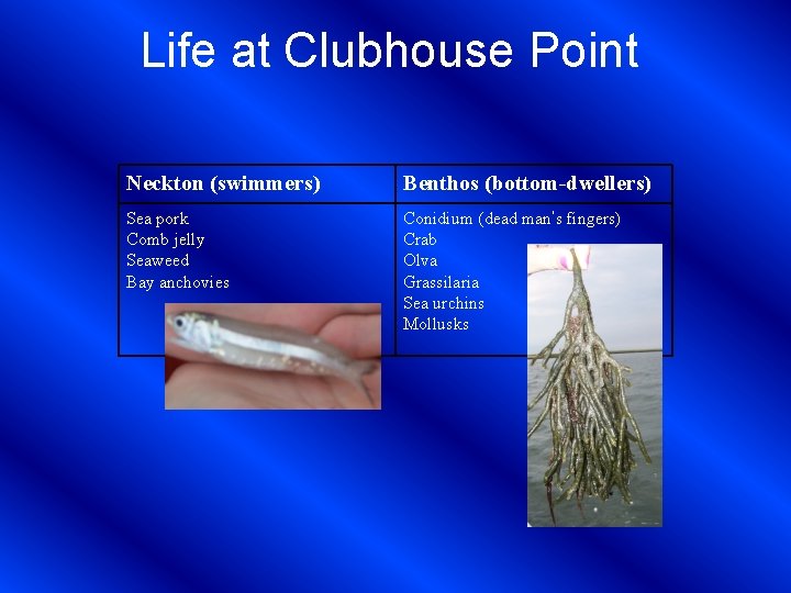 Life at Clubhouse Point Neckton (swimmers) Benthos (bottom-dwellers) Sea pork Comb jelly Seaweed Bay