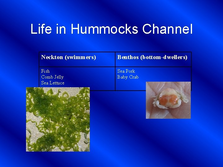 Life in Hummocks Channel Neckton (swimmers) Benthos (bottom-dwellers) Fish Comb Jelly Sea Lettuce Sea