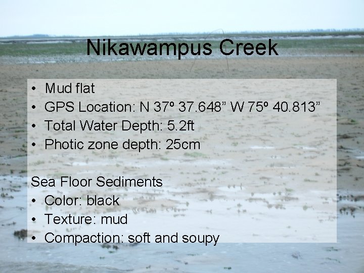 Nikawampus Creek • • Mud flat GPS Location: N 37º 37. 648” W 75º