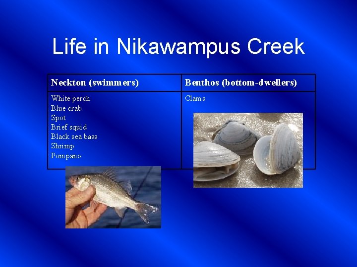 Life in Nikawampus Creek Neckton (swimmers) Benthos (bottom-dwellers) White perch Blue crab Spot Brief