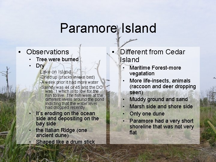 Paramore Island • Observations • Tree were burned • Dry Lake on Island -Dried