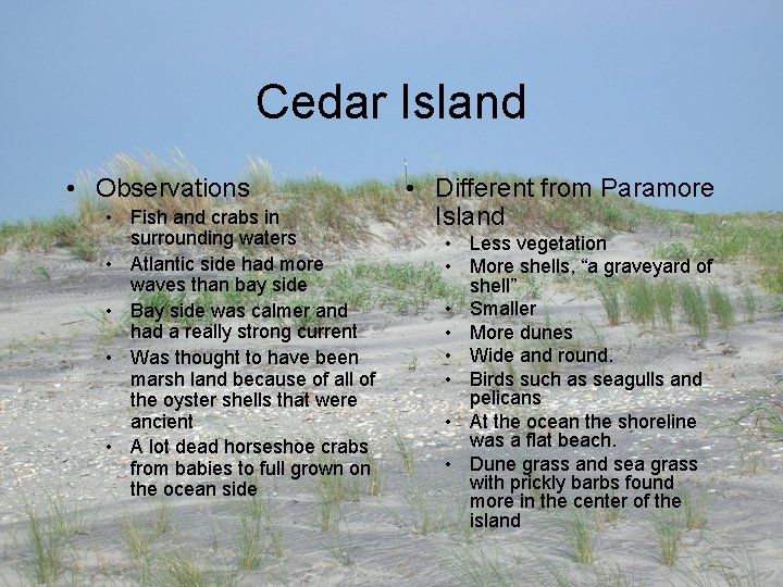Cedar Island • Observations • Fish and crabs in surrounding waters • Atlantic side