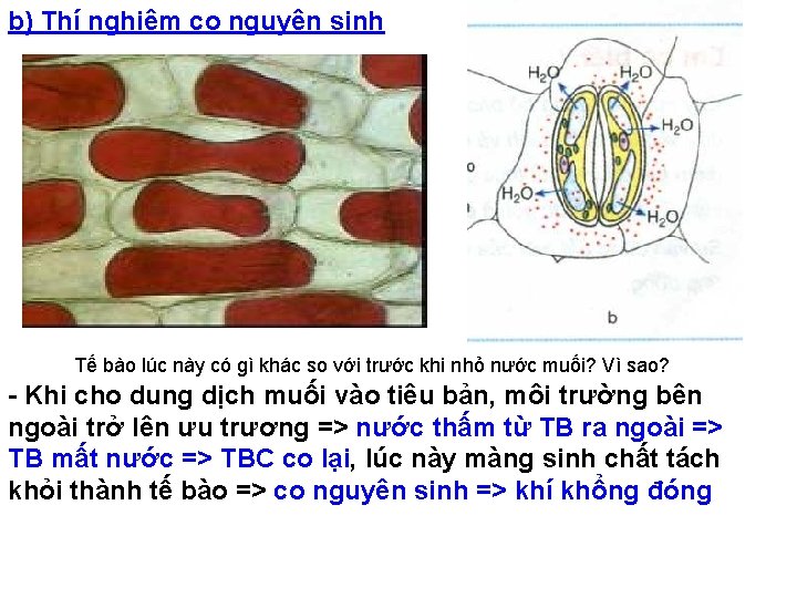 b) Thí nghiệm co nguyên sinh Tế bào lúc này có gì khác so