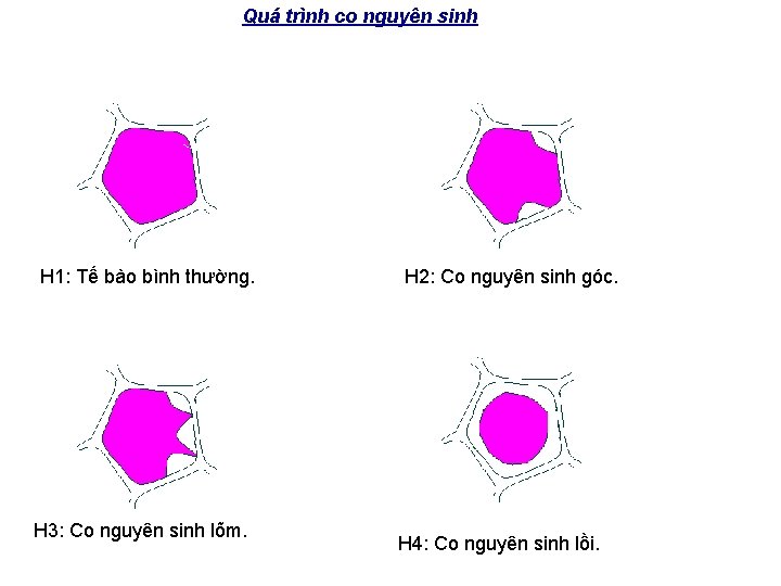 Quá trình co nguyên sinh H 1: Tế bào bình thường. H 3: Co