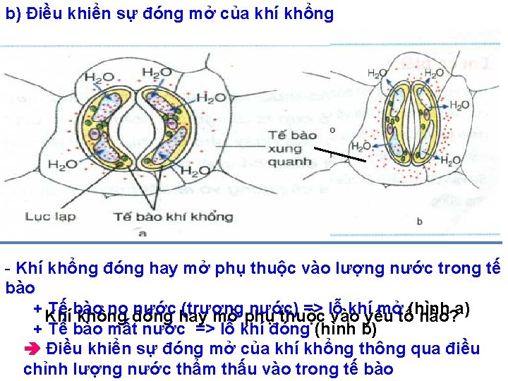 b) Điều khiển sự đóng mở của khí khổng - Khí khổng đóng hay