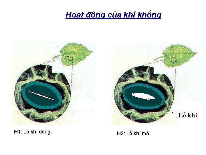 Hoạt động của khí khổng H 1: Lỗ khí đóng. H 2: Lỗ khí