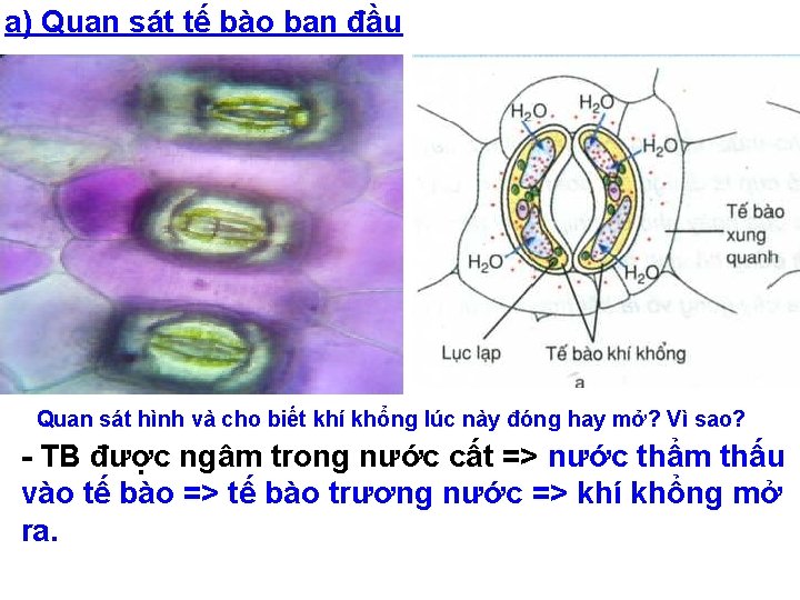 a) Quan sát tế bào ban đầu Quan sát hình và cho biết khí