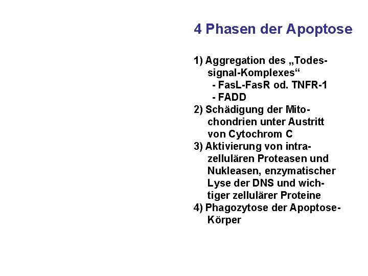 4 Phasen der Apoptose 1) Aggregation des „Todessignal-Komplexes“ - Fas. L-Fas. R od. TNFR-1