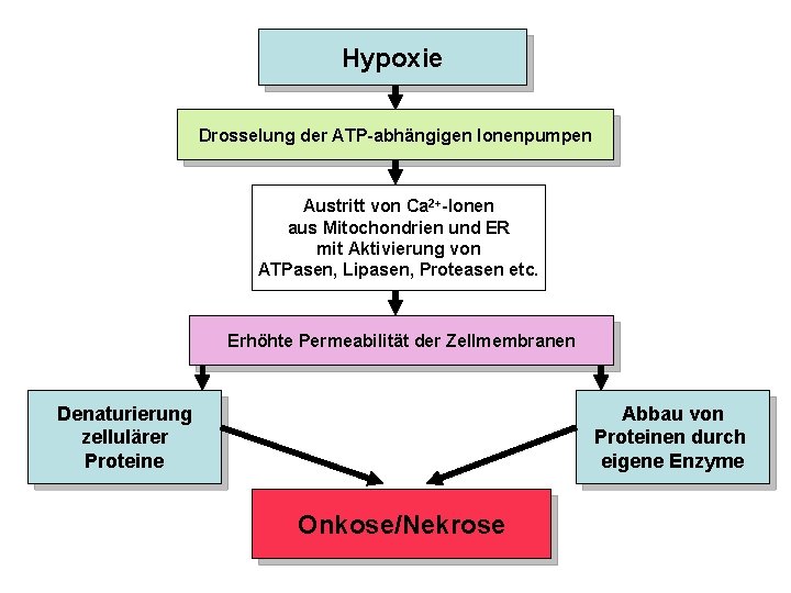Hypoxie Drosselung der ATP-abhängigen Ionenpumpen Austritt von Ca 2+-Ionen aus Mitochondrien und ER mit