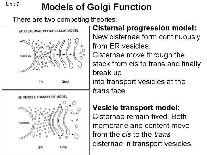 Unit 7 Models of Golgi Function There are two competing theories: Cisternal progression model: