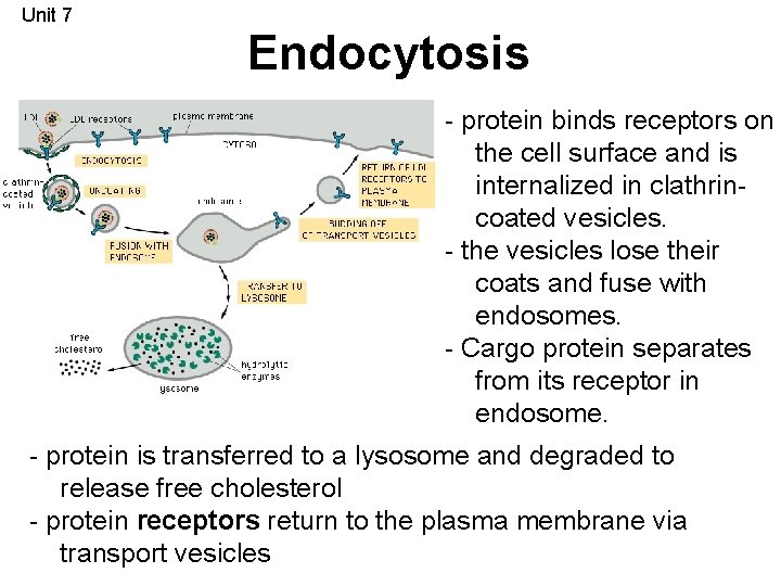 Unit 7 Endocytosis - protein binds receptors on the cell surface and is internalized
