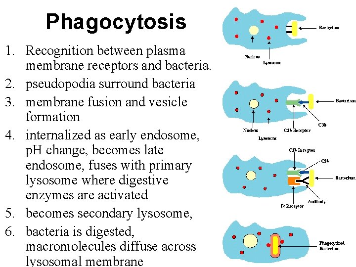 Phagocytosis 1. Recognition between plasma membrane receptors and bacteria. 2. pseudopodia surround bacteria 3.