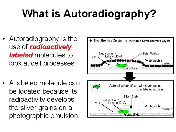 What is Autoradiography? • Autoradiography is the use of radioactively labeled molecules to look