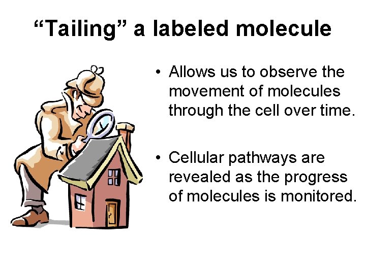 “Tailing” a labeled molecule • Allows us to observe the movement of molecules through
